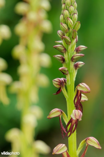 Kleurvariatie bij poppenorchis