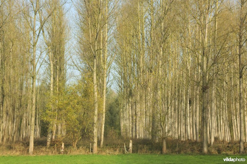 Vlassenbroekse polders