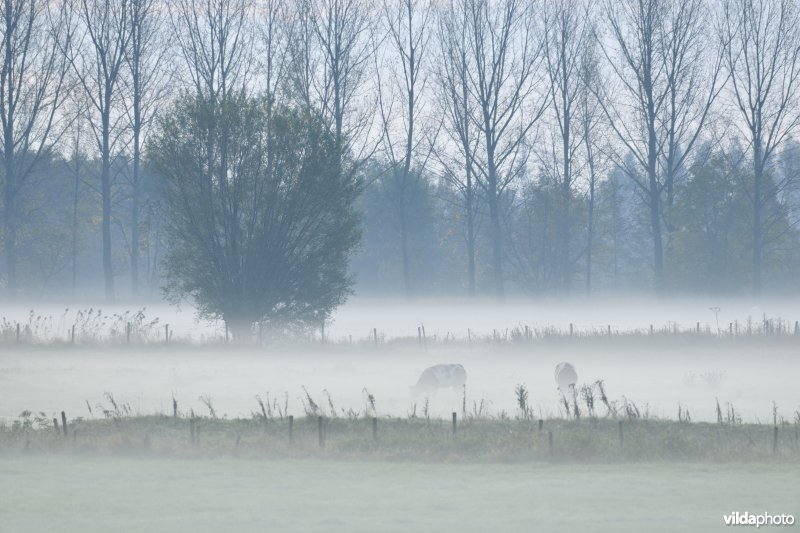 Natuurgebied Weijmeerbroek