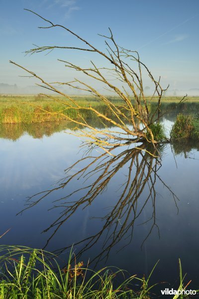 Scherenmeersen