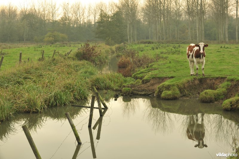 Polder van Kruibeke-Bazel-Rupelmonde