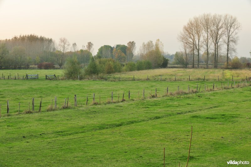 Springels in de Kalkense Meersen