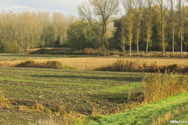 Klein Broek in Temse