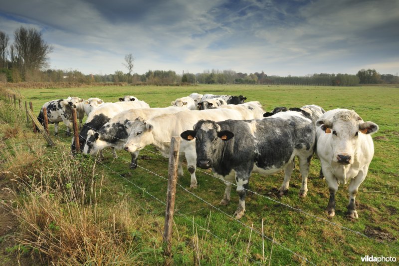 Klein Broek in Temse