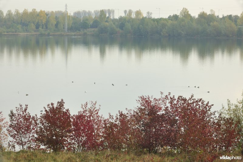 Grote Vijver deel 2 in het Zennegat