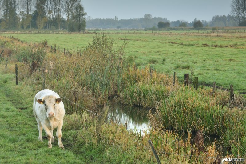 Belham in de Kalkense meersen