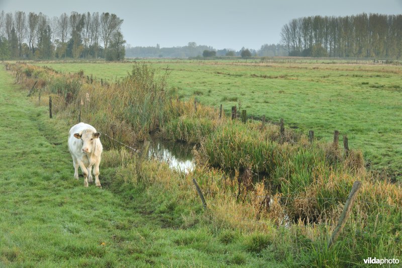 Belham in de Kalkense meersen