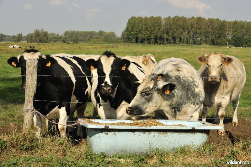 Belham in de Kalkense meersen