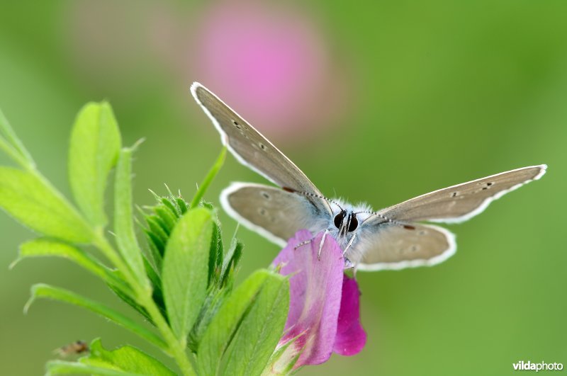 Klaverblauwtje op wikke
