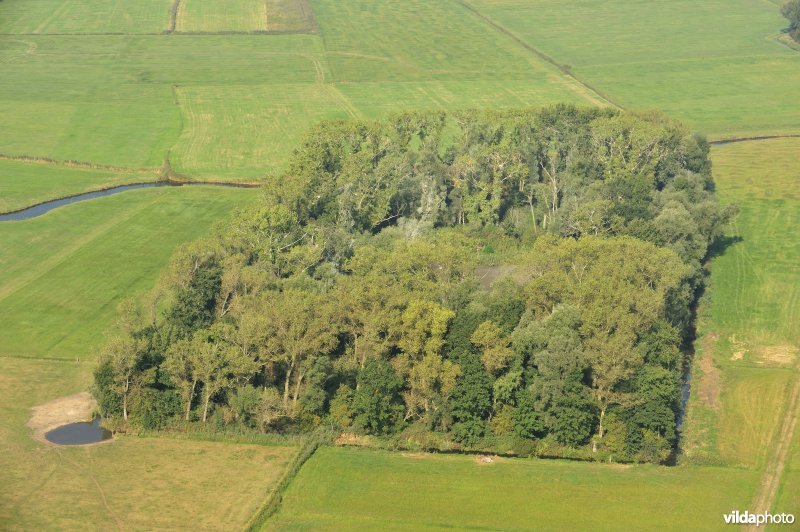 Eendenkooi in de IJzerbroeken