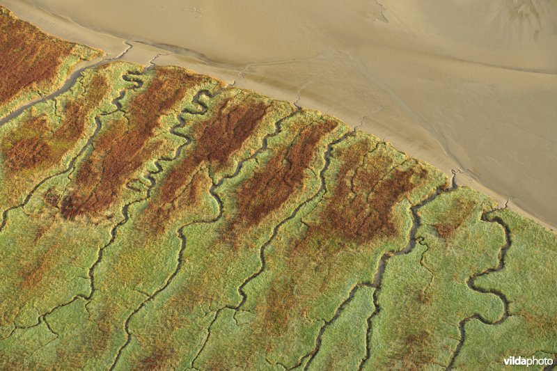 Verdronken land van Saeftinghe