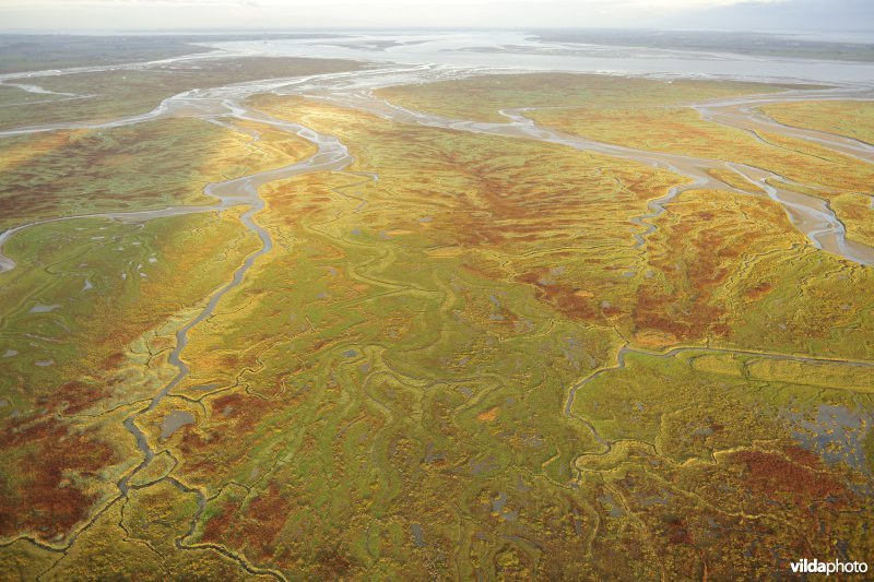 Verdronken land van Saeftinghe