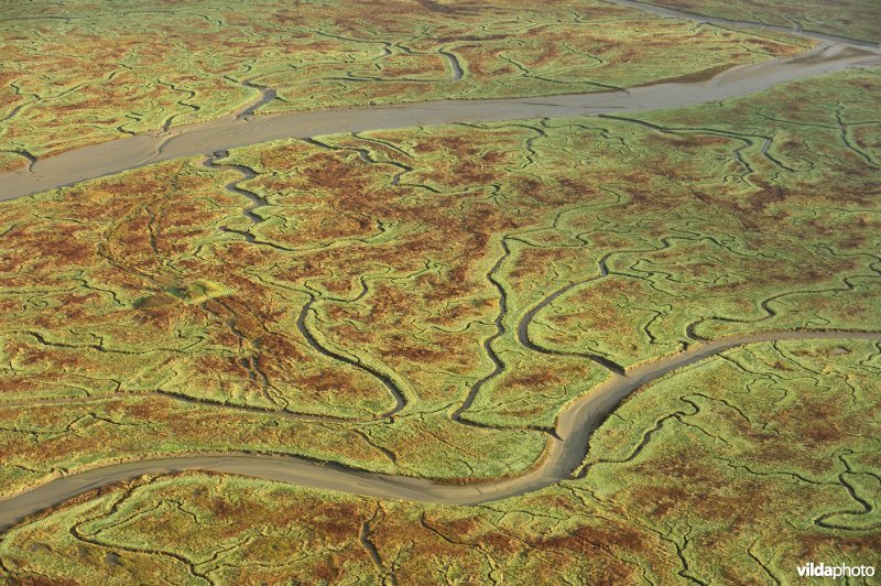 Verdronken land van Saeftinghe