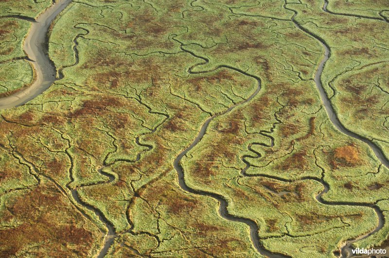 Verdronken land van Saeftinghe