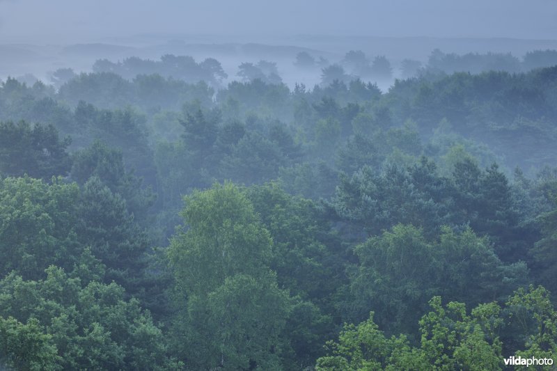 Moerasbossen in de Zwarte beekvallei