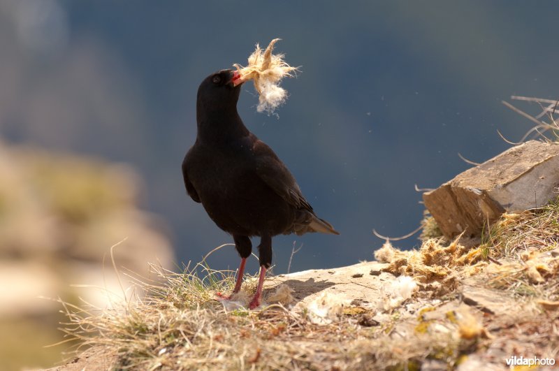 Alpenkraai