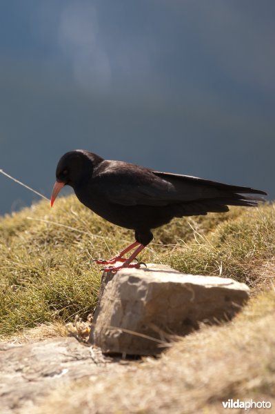 Alpenkraai
