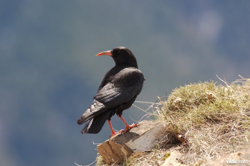 Alpenkraai