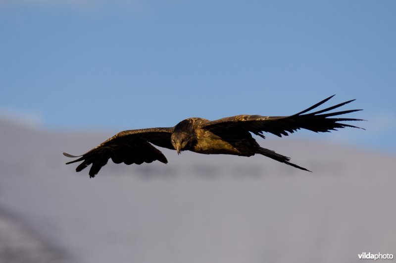 Lammergier in vlucht