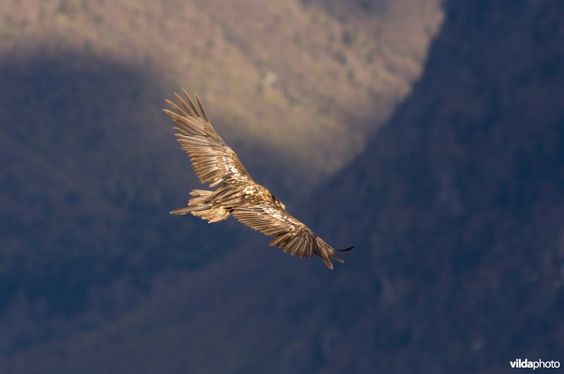 Lammergier in vlucht