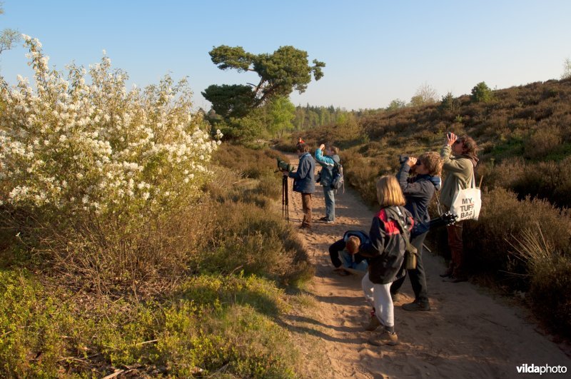 Wandelaars op de Sallandse Heuvelrug