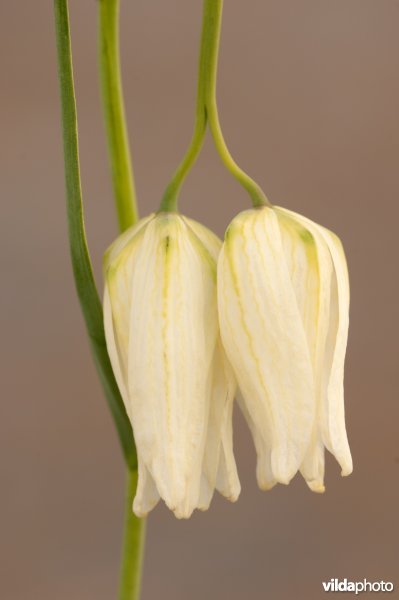 Bloeiende kievitsbloem