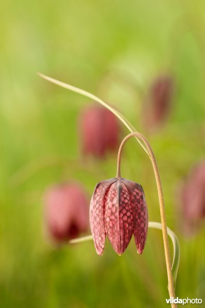 Bloeiende kievitsbloem