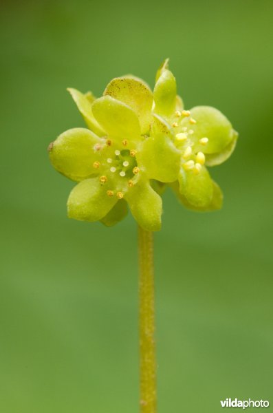 Bloeiend Muskuskruid