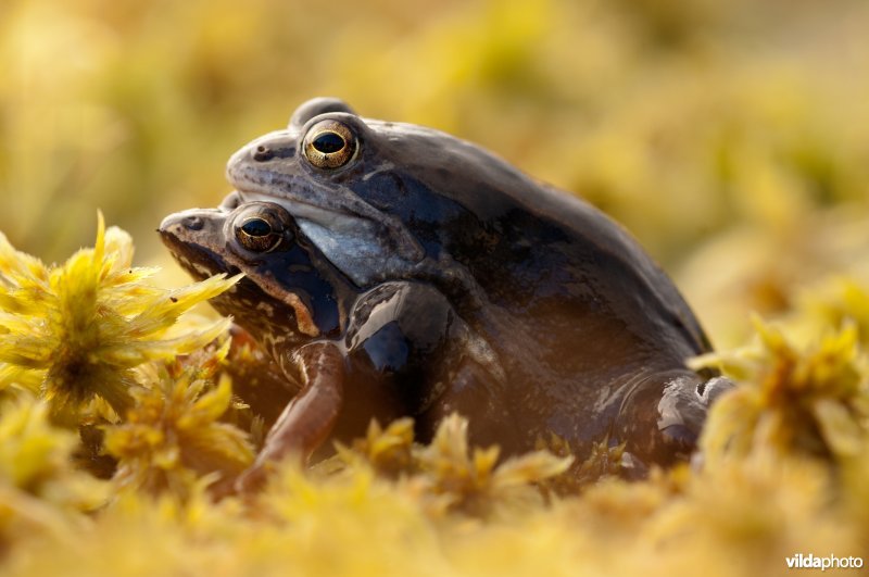 Heikikkers in amplexus