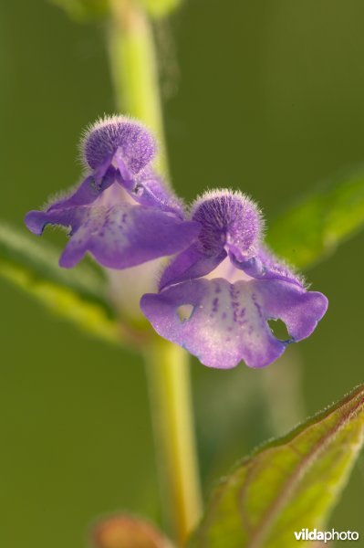 Bloempjes van blauw glidkruid