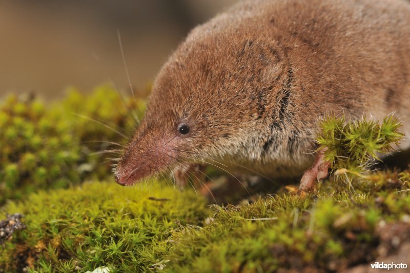 Iberische bosspitsmuis