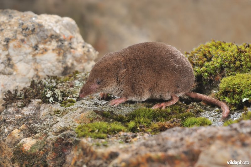 Iberische bosspitsmuis