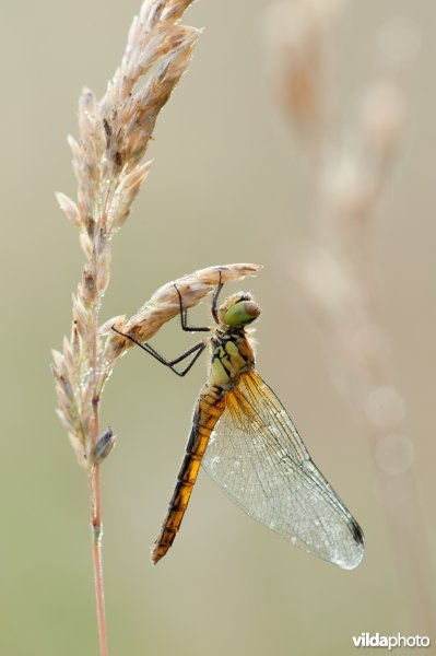 Zwarte heidelibel