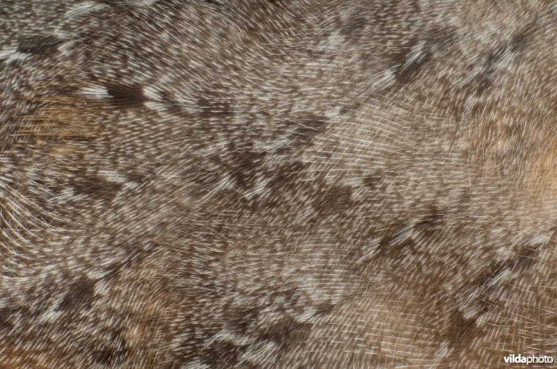 Detail van een kerkuil