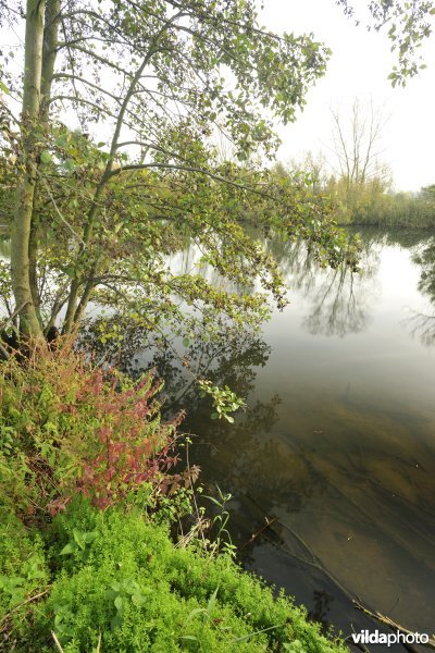 Natuurreservaat De Roggeman
