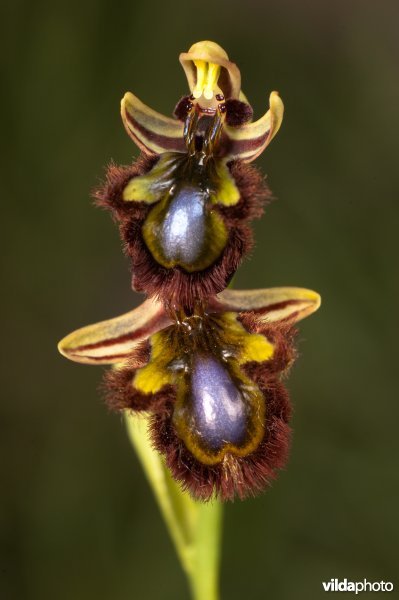 Bloemen van Spiegelorchis in Spanje