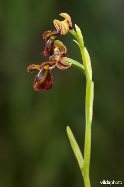 Bloemen van Spiegelorchis in Spanje