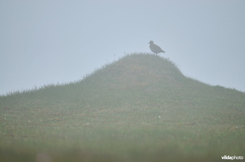 Goudplevier in de mist