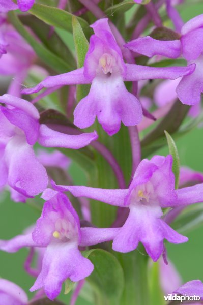 Detail van grote muggenorchis