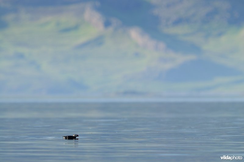 Papegaaiduiker in IJslandse fjord