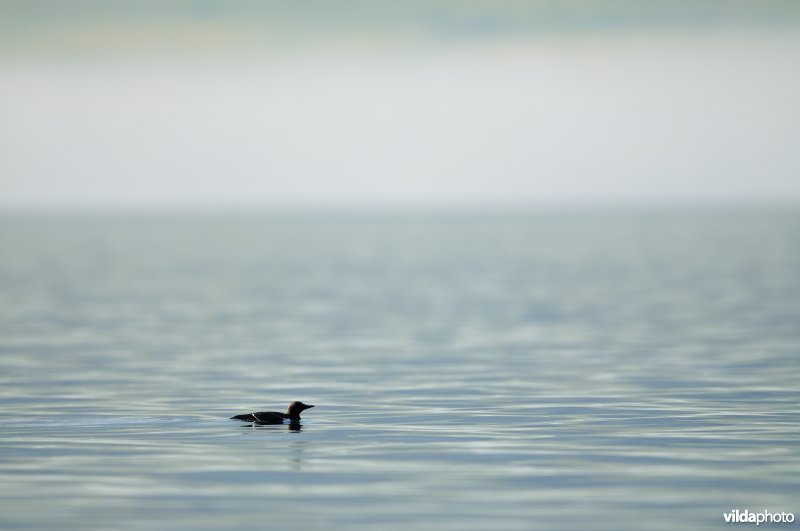 Zeekoet in IJslandse fjord