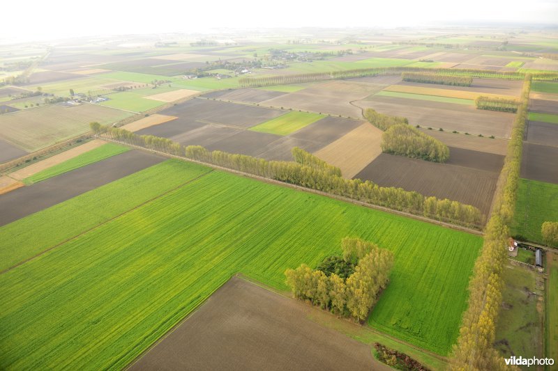 Hedwige en Prosperpolder