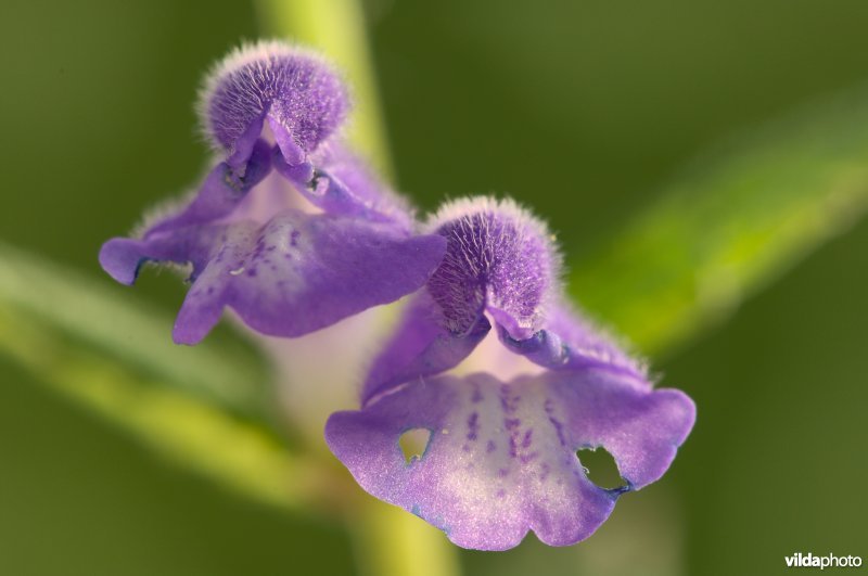 Bloempjes van blauw glidkruid