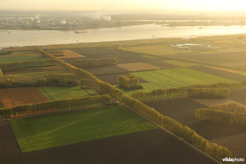 Hedwigepolder en Zeeschelde