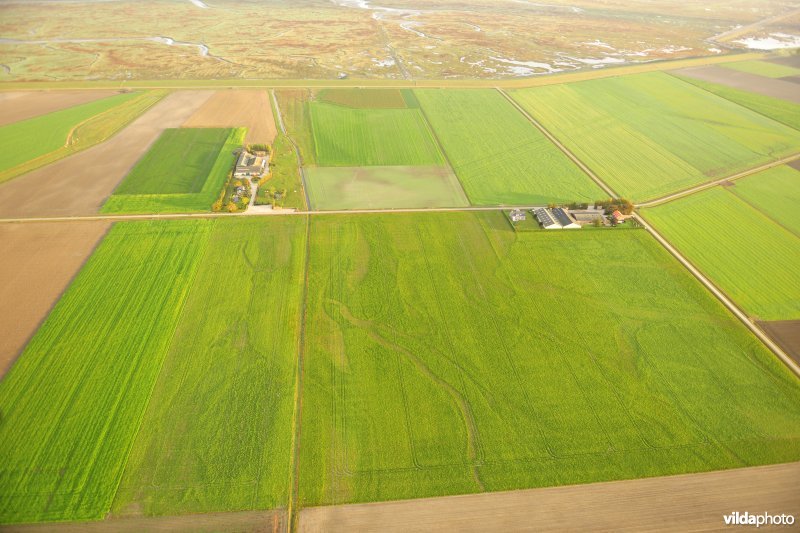 Oude geulen en kreken van Saeftinge