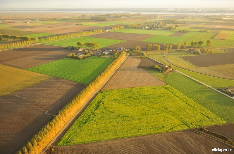 Muggenhoek in de Prosperpolder