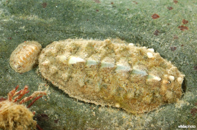Keverslak