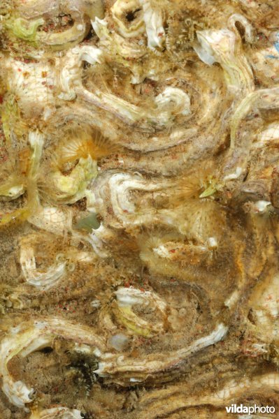 Kalkkokerworm