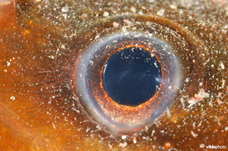 Oog van Driedradige meun