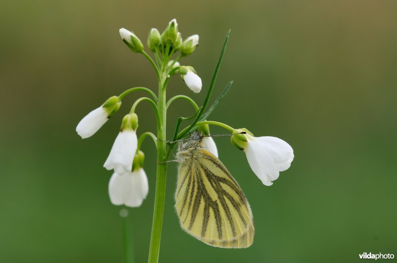 Klein geaderd witje op pinksterbloem